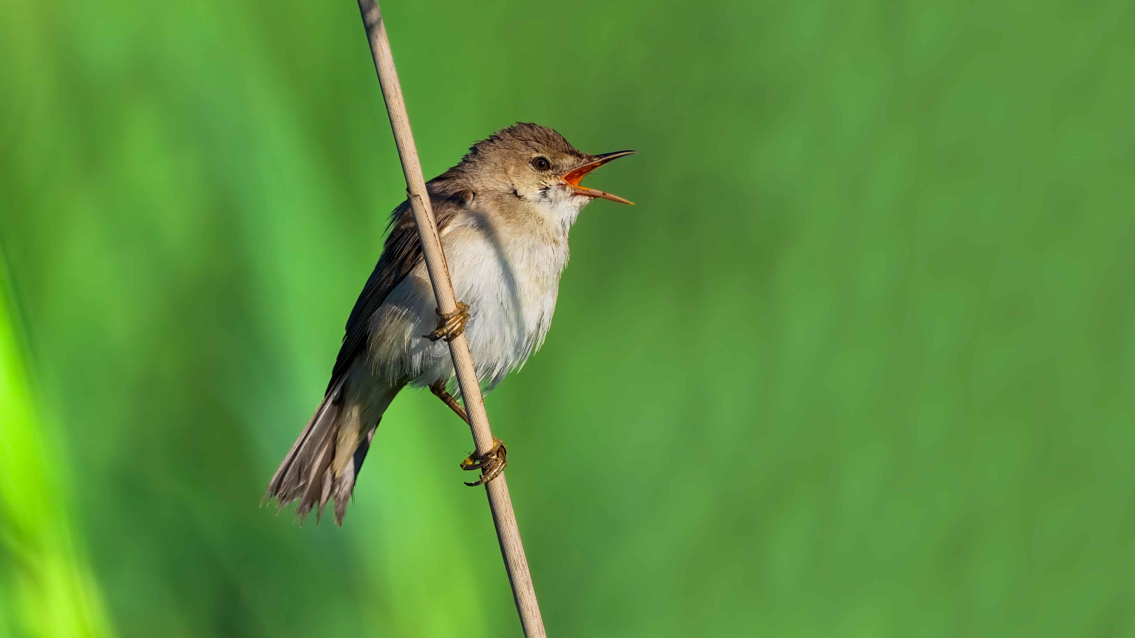 Eurasian Reed Warbler